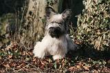 SKYE TERRIER 044